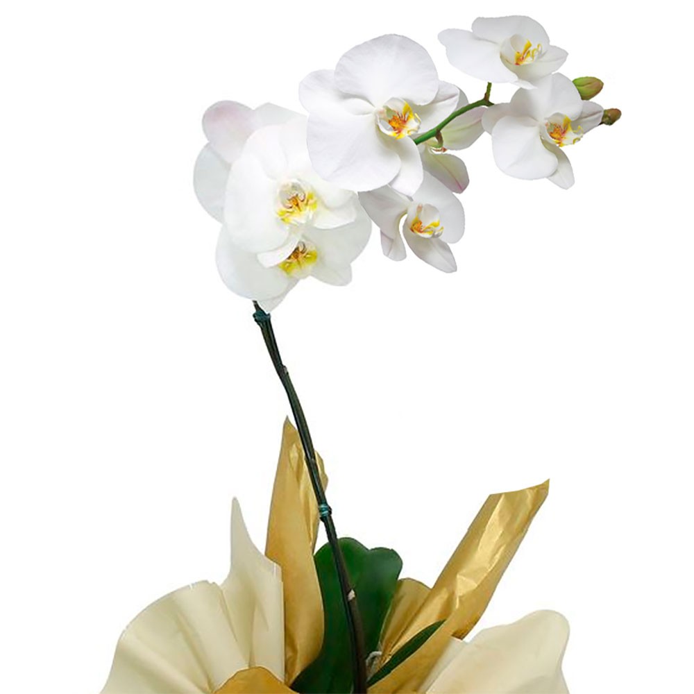 Orquídea Plalaenópsis cores variadas plantada em vaso embalada em papel  especial e em cachepô com laço especial - Cactus Floricultura