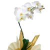 Orquídea Plalaenópsis cores variadas plantada em vaso embalada em papel especial e  em cachepô com laço especial