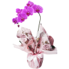 Orquídea Plalaenópsis cores variadas plantada em vaso embalada em papel especial e  em cachepô com laço especial
