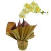 Orquídea Plalaenópsis cores variadas plantada em vaso embalada em papel especial e  em cachepô com laço especial