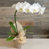 Orquídea Plalaenópsis cores variadas plantada em vaso embalada em papel especial e  em cachepô com laço especial