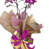 Orquídea Plalaenópsis cores variadas plantada em vaso embalada em papel especial e  em cachepô com laço especial
